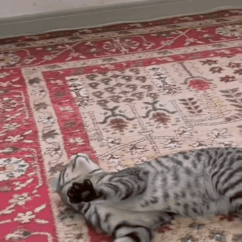 ZwitscherFreund Katzenspielzeug